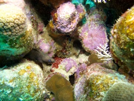 Corals IMG 7307